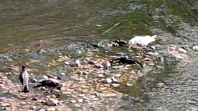 Чайка-падальщица