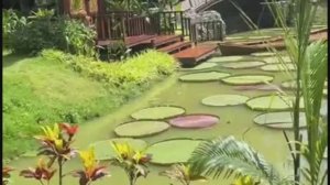 СПА комплексы в Таиланде. Mantra Forest Spa.