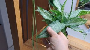 Комнатные растения, вредители ,обработки.