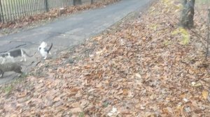 волшебник прогнозирует когда придет снег в Москву и область...