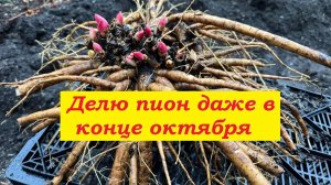 Делю пион даже в конце октября !!!