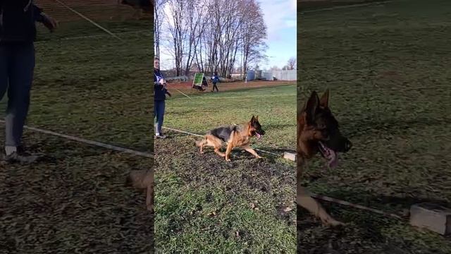 МОЛОДЫЕ СУКИ / КЧК ВОРОНЕЖ 26 октября`25 М.Волкова Моно немецких овчарок