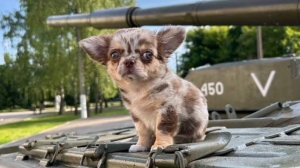 Фронтовой пёс