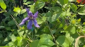 обзор клематисов