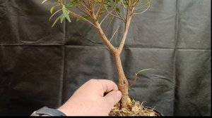 √5 фикус 123 саликария или неирефолия (Бонсай)