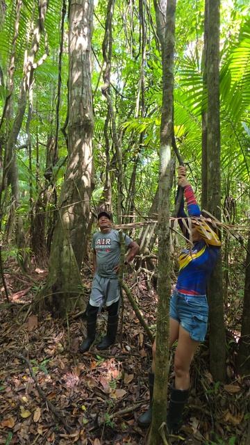 Инструктаж как идти в джунглях и качаемся на лианах, река Ориноко, Венесуэла