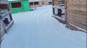 Новости из приюта, на 9 ноября 2025. Выпало очень много снега.