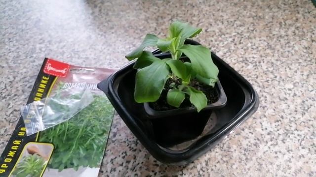 🌱Выращивание стевии из семян в домашних условиях