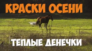 Краски осени, тёплые денёчки