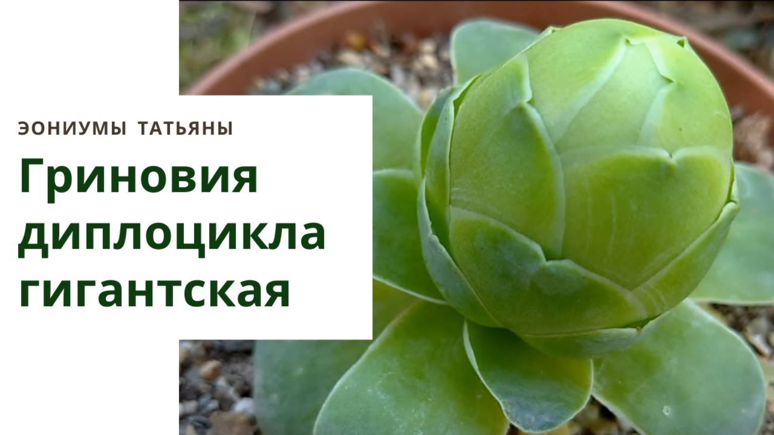 20. Гриновия диплоцикла гигантская