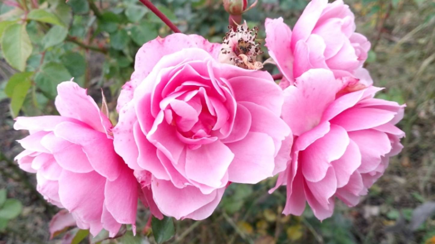 Просто влог. Дошли вкусняшки из Вайлдберриза. смотреть онлайн