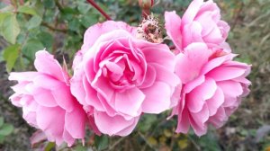 Просто влог. Дошли вкусняшки из Вайлдберриза.