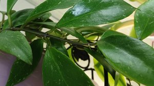 Комнатные растения❤️🌿❤️🌿❤️ Ещё один цветочный уголок☀️