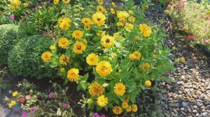 Цветок лета 2025г, выбранный мной.