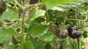 Томатомания. Томат "Королева ночи"