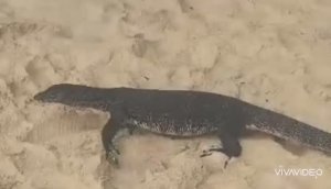 ТАЙЛАНД. ПАТТАЙЯ. А ВОТ ТАКИХ ВЫ НА ПЛЯЖЕ ГОТОВЫ УВИДЕТЬ?