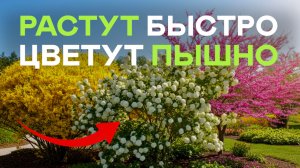 Кустарники И Деревья Для Малоуходного Сада. Соседка Обзавидуется!