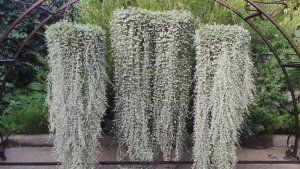 КАК  сохранить кашпо ДИХОНДРЫ зимой. Этот СПОСОБ черенкования дает 100% результат и пышный куст