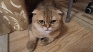 симбачка пимбачка