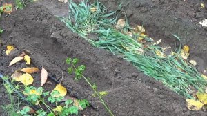 Как Правильно Посадить Чеснок Осенью 2025, чтобы Был Богатый Урожай?!