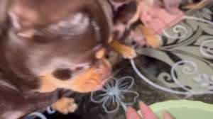 Печеночкой все готовы полакомится.