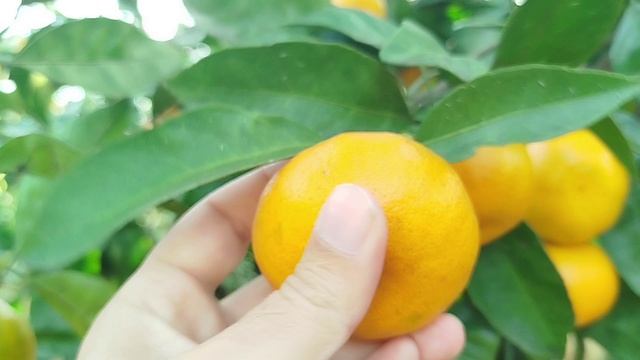 Признак сладости мандарина по внешности