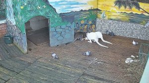 Птицы ждут своей очереди кушать