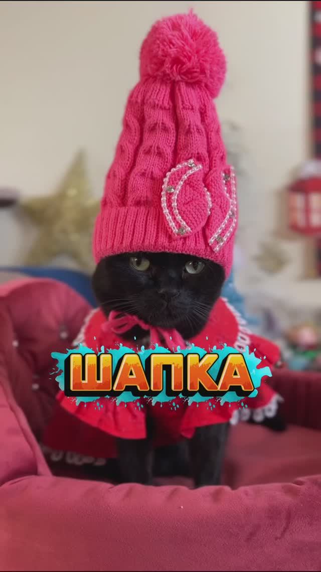 А вы как думаете?😹 #кошка #шапка #юмор