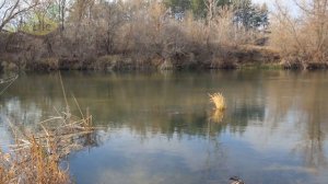 Как и на что ловить щуку в ноябре декабре на спиннинг?! Секреты ловли щуки от профессионала.