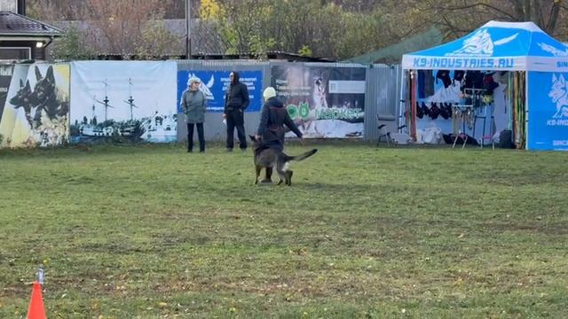 2 Оч/хор Псковланд РАКЕТА +++ №27. ВОРОНЕЖ 26 октября`25 Моно немецких овчарок