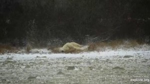 Сладкое потягивание белого мишки . Тундра. Канада