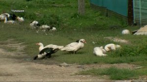 Манзара 03/10/2025