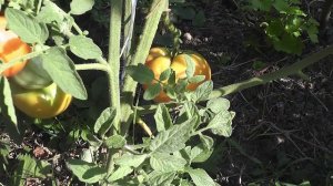 Томат Германский полосатый