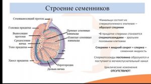 Видео-лекция 22.3 Мужские половые органы