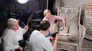 Тайские кошки на съемках