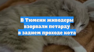 В Тюмени живодеры взорвали петарду в заднем проходе кота