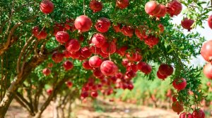 Дни граната в Азербайджане. Короля фруктов чествуют песнями и танцами