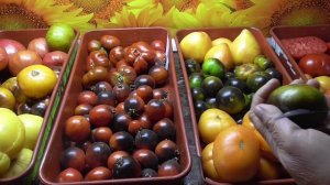 Обзор самых упорных трудолюбивых томатов 2 сентября 2021 года.