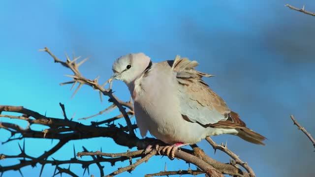 МУЗЫКА, ПРОНИКАЮЩАЯ В САМУЮ ГЛУБИНУ ДУШИ И ОСТАВЛЯЮЩАЯ НЕИЗГЛАДИМЫЙ СЛЕД В СЕРДЦЕ