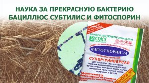 Наука, Бациллюс субтилис, яровая пшеница — что их связывает?