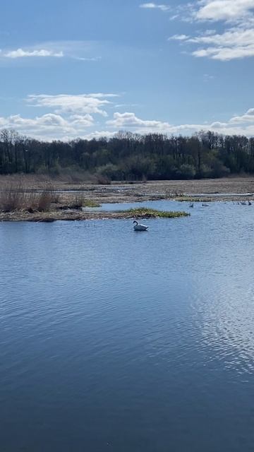 Невская губа. Место, где гнездятся птицы.