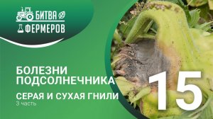 Болезни подсолнечника. Серая гниль, сухая гниль. Битва фермеров. Серия 15