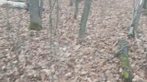 ЕЛЕНА  КАРПУК. **УСТАЛА ХВАТИТ.НАДОЕЛО**ВОТ ТАКОЙ ЛЕС В НОЯБРЕ. МНОГО. КАБАНОВ 👣👣СЛЕД.  ОПЯТА.....
