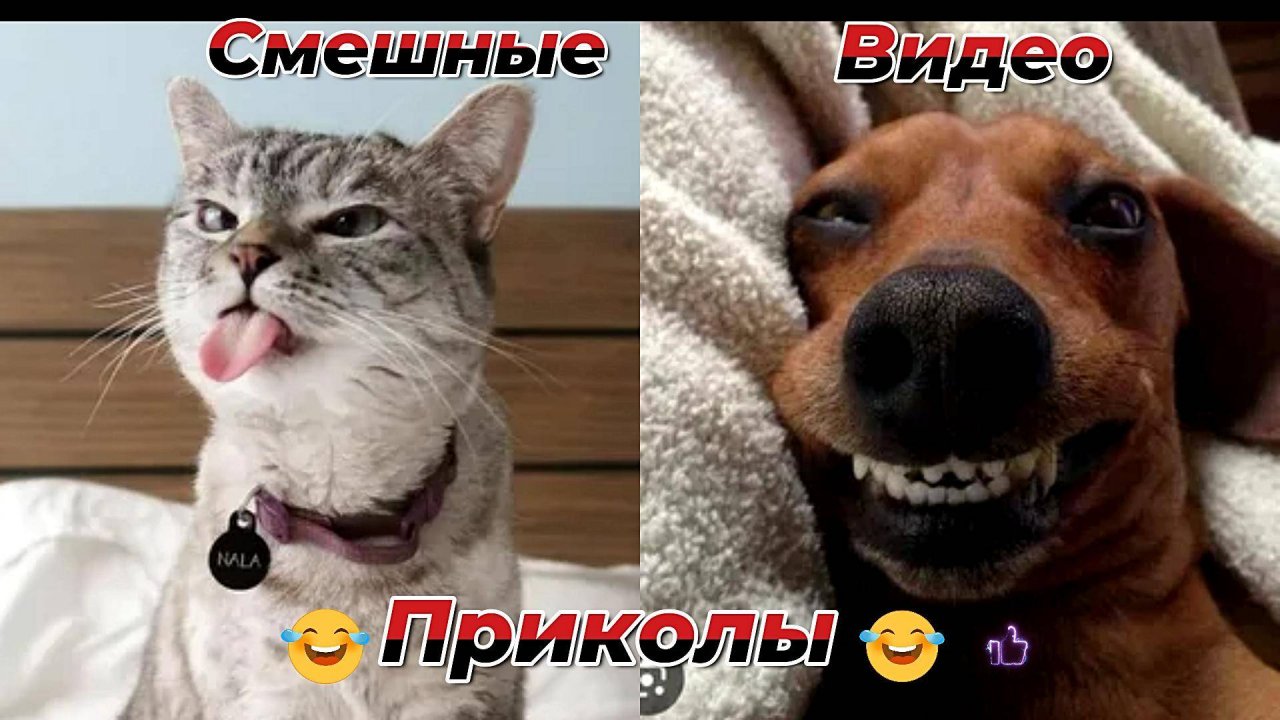 Смешные видео приколы|Юмор и Приколы.