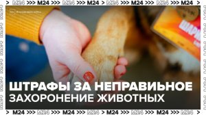 Владельцам домашних животных напомнили о штрафах за неправильное захоронение - Москва 24