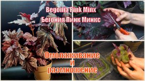 Омолаживание бегонии и три способа размножения. #Begonia_Pink_Minx