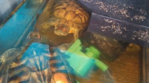 Красноухие черепахи 🐢 день 10-11-2025