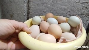 10-11-2025 Обед на хозяйстве / опять сочни 🫣/ лимоны в заморозку / сбор яиц.