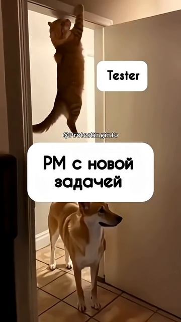@ProTestingInfo #qa #tester #тестированиепо #тестировщик смотреть онлайн