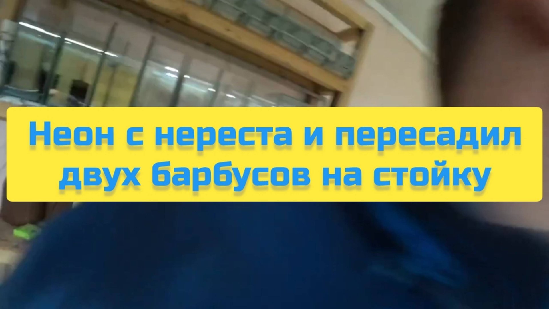 НЕОН С НЕРЕСТА И ПЕРЕСАДИЛ ДВУХ БАРБУСОВ НА СТОЙКУ смотреть онлайн